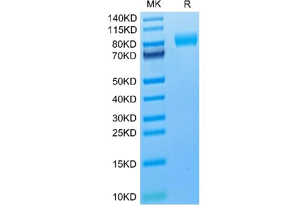 CSF1R Protein (AA 99-596) (His tag)