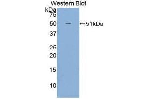 Western Blotting (WB) image for anti-Growth Arrest-Specific 6 (GAS6) (AA 59-221) antibody (ABIN3209082) (GAS6 抗体  (AA 59-221))
