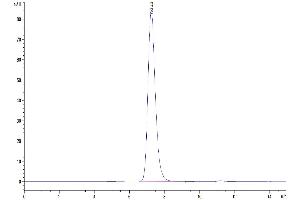 Size-exclusion chromatography-High Pressure Liquid Chromatography (SEC-HPLC) image for C-Type Lectin Domain Family 5, Member A (CLEC5A) (AA 26-188) protein (Fc Tag) (ABIN7274355)