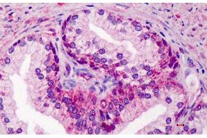 Human Prostate: Formalin-Fixed, Paraffin-Embedded (FFPE) (GDF15 抗体  (AA 286-299))