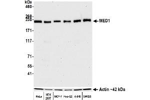 Western Blotting (WB) image for anti-Mediator Complex Subunit 1 (MED1) (AA 1550-1581) antibody (ABIN7455140)