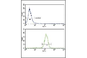 BCL3 Antibody (Center)  flow cytometry analysis of Hela cells (bottom histogram) compared to a negative control cell (top histogram). (BCL3 抗体  (Center))