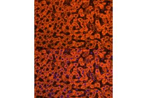Immunofluorescence analysis of rat liver cells using Apolipoprotein C3 Rabbit pAb (ABIN7265641) at dilution of 1:250 (40x lens). (APOC3 抗体  (AA 1-99))