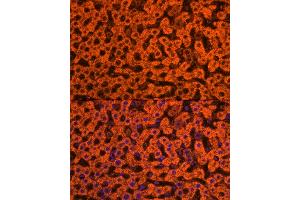 Immunofluorescence analysis of rat liver cells using Apolipoprotein C3 Rabbit pAb (ABIN7265641) at dilution of 1:250 (40x lens).