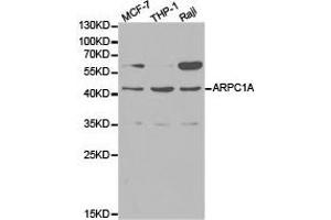Western Blotting (WB) image for anti-Actin Related Protein 2/3 Complex, Subunit 1A, 41kDa (ARPC1A) antibody (ABIN1871104) (ARPC1A 抗体)