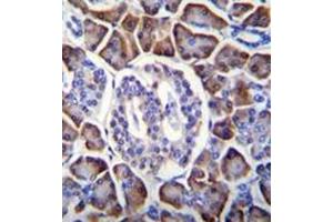 Immunohistochemistry analysis in formalin fixed and paraffin embedded human pancreas tissue reacted with GDPD1 Antibody (N-term) followed by peroxidase conjugation of the secondary antibody and DAB staining. (GDPD1 抗体  (N-Term))