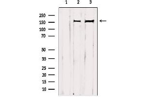 Western blot analysis of extracts from various samples, using GRF-1 Antibody. (GRLF1 抗体  (Internal Region))