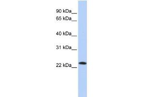 WB Suggested Anti-SDF2 Antibody Titration:  0. (SDF2 抗体  (Middle Region))