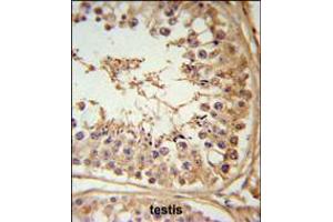 FBXL5 Antibody IHC analysis in formalin fixed and paraffin embedded testis tissue followed by peroxidase conjugation of the secondary antibody and DAB staining. (FBXL5 抗体  (N-Term))