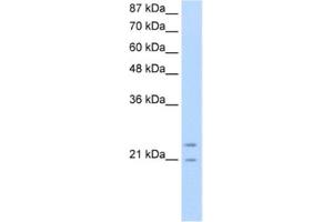 Western Blotting (WB) image for anti-Polyamine Modulated Factor 1 (PMF1) antibody (ABIN2461815) (PMF1 抗体)