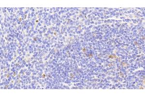 Detection of HSP10 in Mouse Spleen Tissue using Polyclonal Antibody to Heat Shock 10 kDa Protein 1 (HSP10) (HSPE1 抗体  (AA 2-102))