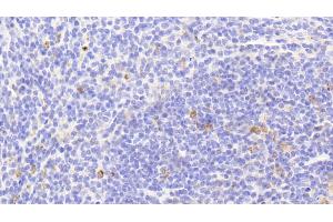 Detection of HSP10 in Mouse Spleen Tissue using Polyclonal Antibody to Heat Shock 10 kDa Protein 1 (HSP10)