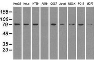 Western blot analysis of extracts (35 µg) from 9 different cell lines by using anti-HSP90AB1 monoclonal antibody. (HSP90AB1 抗体)