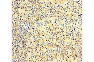 Immunohistochemistry of paraffin-embedded human spleen tissue using ABIN7163487 at dilution of 1:100 (PLAC8 抗体  (AA 1-110))