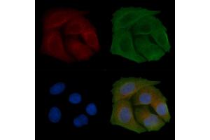 ABIN6259050 and ABIN6274492 staining Hela cells by IF/ICC. (C1orf35 抗体  (C-Term))