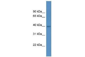 Western Blot showing HPDL antibody used at a concentration of 1 ug/ml against 293T Cell Lysate (HPDL 抗体  (C-Term))