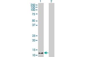 Western Blotting (WB) image for anti-Hemoglobin, zeta (HBZ) (AA 1-81) antibody (ABIN516359)