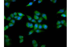 Immunofluorescence staining of Hela cells with ABIN7164105 at 1:200, counter-stained with DAPI. (PRDM11 抗体  (AA 63-215))