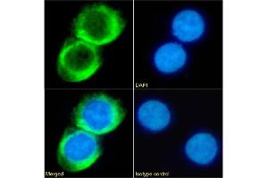 Immunofluorescence (IF) image for anti-Fc Fragment of IgE, Low Affinity II, Receptor For (CD23) (FCER2) antibody (ABIN7072619)