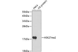 Western blot analysis of extracts of various cell lines using DiMethyl-Histone H3-K27 Polyclonal Antibody. (Histone 3 抗体  (2meLys27))