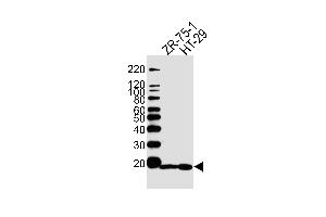 Western blot analysis of lysates from ZR-75-1, HT29 cell line (from left to right), using AGR2 Antibody (Center) (ABIN390227 and ABIN2840704). (AGR2 抗体  (AA 95-124))