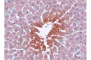 Immunohistochemical staining of rat liver tissue with 2. (JMJD7 抗体  (C-Term))