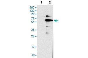 Western blot analysis of HEK293T cell lysate using DGCR14 polyclonal antibody . (DGCR14 抗体)