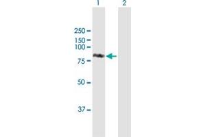 Western Blotting (WB) image for anti-Signal Transducer and Activator of Transcription 1, 91kDa (STAT1) (AA 1-712) antibody (ABIN950042)