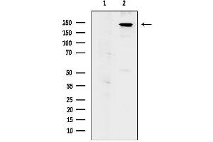 Western blot analysis of lysates from F10 cells, using Phospho-NuMA (Ser395) Antibody.
