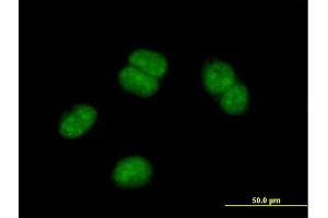 Immunofluorescence of purified MaxPab antibody to OBFC2B on HeLa cell. (SSBP1 抗体  (AA 1-211))