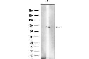 Western blot analysis of lysates from Mouse spleen, using DPP2 Mouse Monoclonal Antibody at 1/1000 dilution.