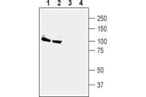 Western blot analysis of rat (lanes 1 and 3) and mouse (lanes 2 and 4) brain membranes: - 1,2. (ATP1A2 抗体  (Intracellular))
