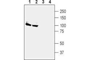 Western blot analysis of rat (lanes 1 and 3) and mouse (lanes 2 and 4) brain membranes: - 1,2. (ATP1A2 抗体  (Intracellular, N-Term))