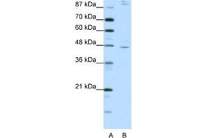 WB Suggested Anti-NR2F2 Antibody Titration:  1. (NR2F2 抗体  (C-Term))