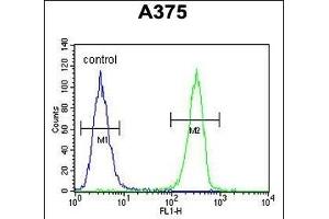 HOXA9 Antibody (C-term) (ABIN653066 and ABIN2842667) flow cytometric analysis of  cells (right histogram) compared to a negative control cell (left histogram). (HOXA9 抗体  (C-Term))