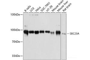 Western blot analysis of extracts of various cell lines using SEC23A Polyclonal Antibody at dilution of 1:3000. (SEC23A 抗体)