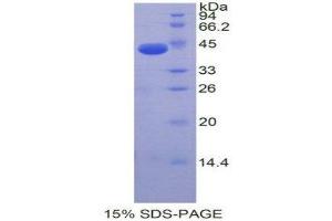 SDS-PAGE (SDS) image for Natriuretic Peptide A (NPPA) protein (ABIN1078936) (NPPA 蛋白)