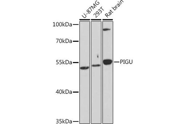 PIGU 抗体