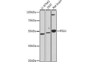 Western blot analysis of extracts of various cell lines, using PIGU Rabbit pAb (ABIN7269291) at 1:1000 dilution. (PIGU 抗体)