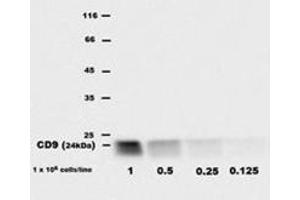 Western Blotting (WB) image for anti-CD9 (CD9) antibody (ABIN614777) (CD9 抗体)
