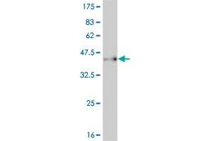 Western Blot detection against Immunogen (37. (PAX7 抗体  (AA 411-520))