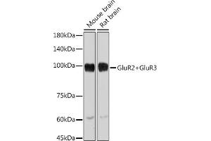 Western blot analysis of extracts of various cell lines, using GluR2+GluR3 antibody (ABIN3016609, ABIN3016610, ABIN3016611, ABIN1678821 and ABIN1678822) at 1:1000 dilution. (mGluR2/3 抗体)