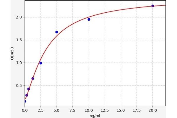 ACTN3 ELISA 试剂盒