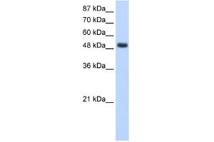 WB Suggested Anti-RBMS1 Antibody Titration:  1. (RBMS1 抗体  (Middle Region))