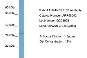 WB Suggested Anti-TNFSF13B  Antibody Titration: 0. (BAFF 抗体  (N-Term))
