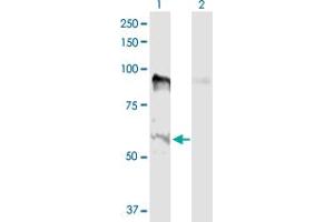Western Blot analysis of MSL2 expression in transfected 293T cell line by MSL2 MaxPab polyclonal antibody. (MSL2 抗体  (AA 1-577))