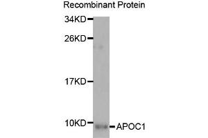 Western Blotting (WB) image for anti-Apolipoprotein C-I (APOC1) antibody (ABIN1876830) (APOC1 抗体)