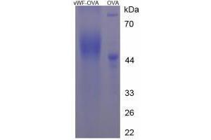 Image no. 3 for Von Willebrand Factor (VWF) peptide (Ovalbumin) (ABIN5666417) (Von Willebrand Factor (VWF) peptide (Ovalbumin))