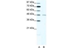 Western Blotting (WB) image for anti-Cholinergic Receptor, Nicotinic, delta (Muscle) (CHRND) antibody (ABIN2463736) (CHRND 抗体)