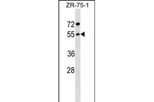 ARCN1 Antibody (Center) (ABIN1538264 and ABIN2849231) western blot analysis in ZR-75-1 cell line lysates (35 μg/lane). (ARCN1 抗体  (AA 296-324))